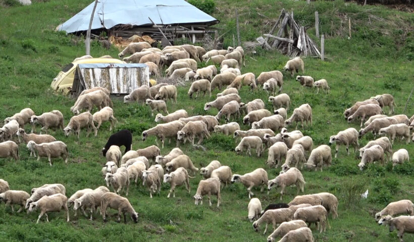ovce čobani