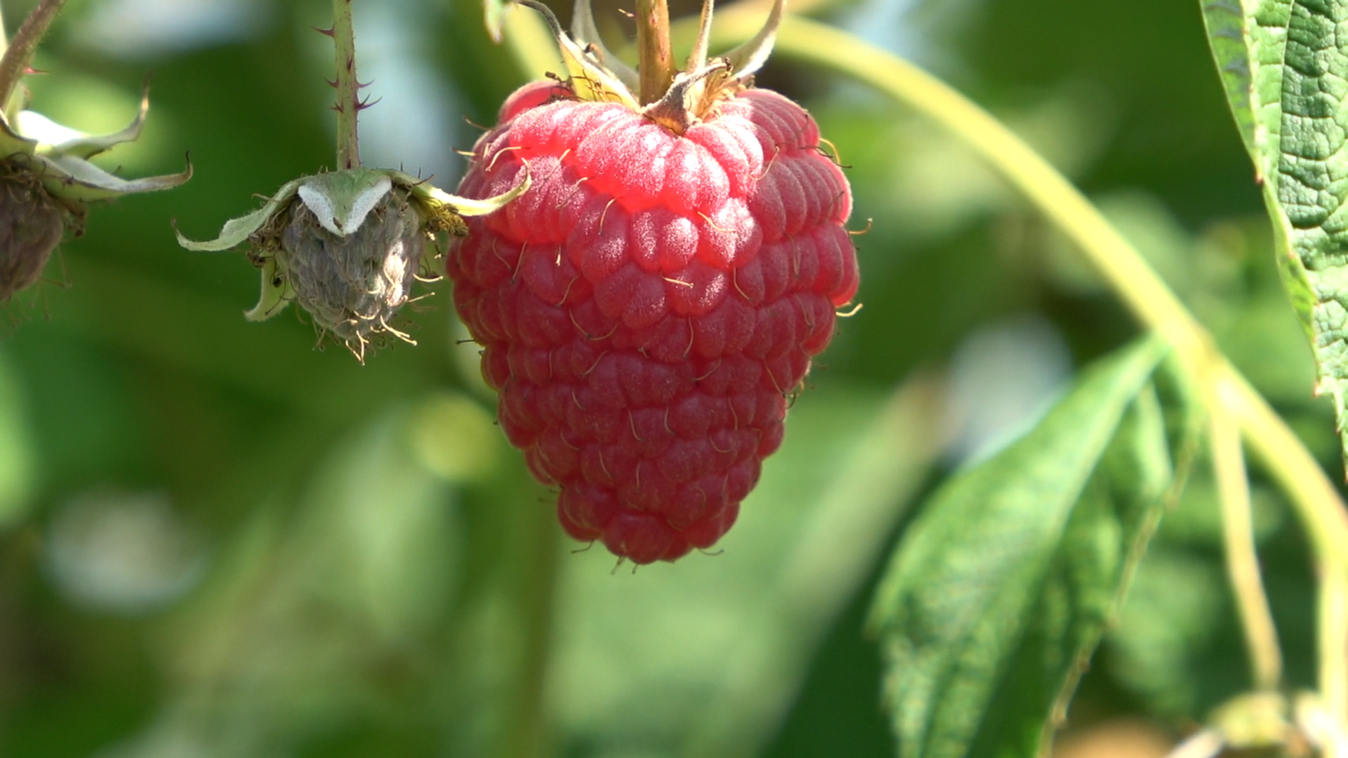 maline